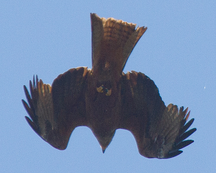 [Black Kite]