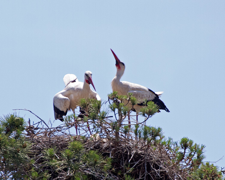 [White Storks on Nest]