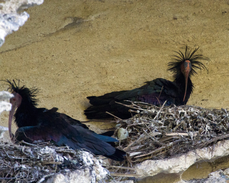 [Northern Bald-Ibis]