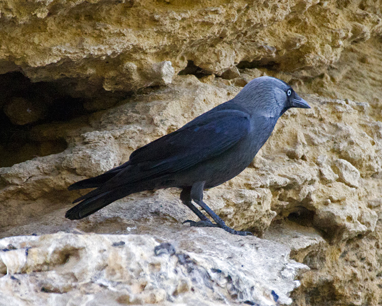 [Eurasian Jackdaw]