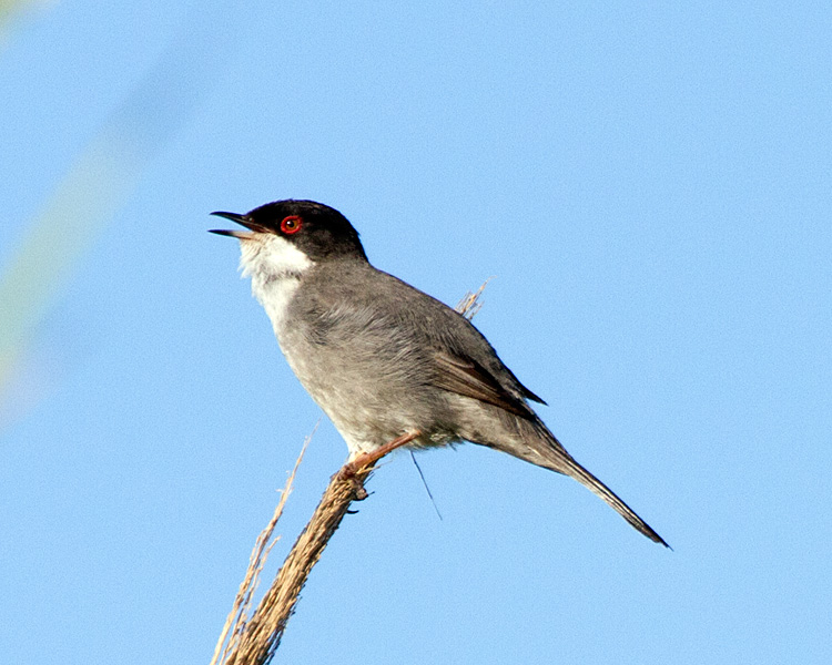 [Sardinian Warbler]