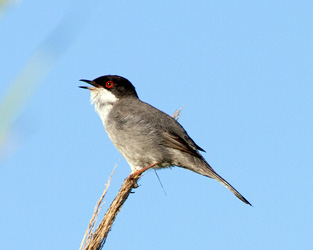 Sardinian Warbler