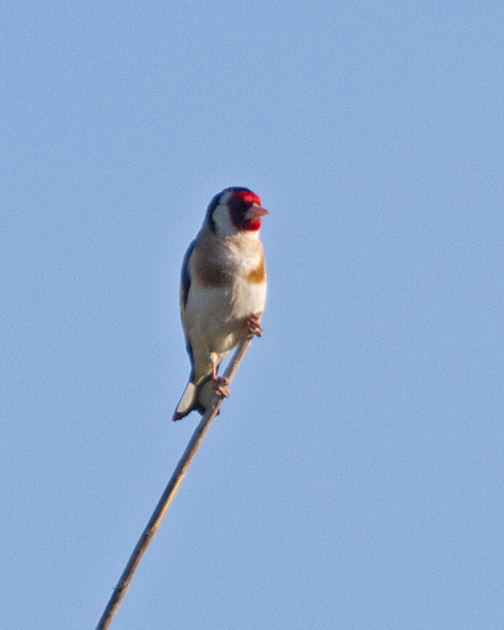 [European Goldfinch]