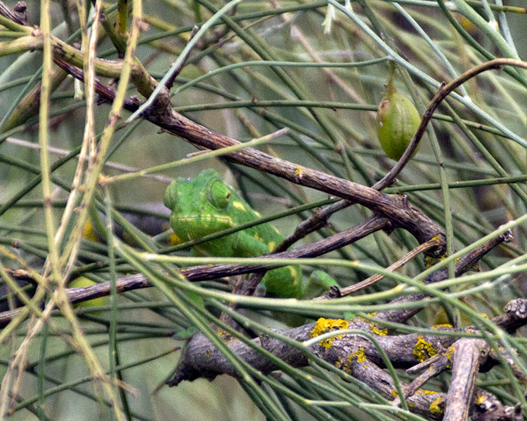 [Mediterranean Chameleon]