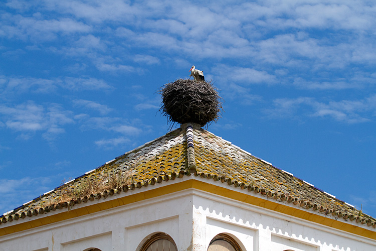 [White Stork on Nest]