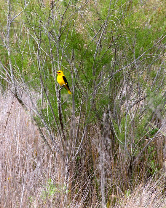 [Eurasian Golden-Oriole]