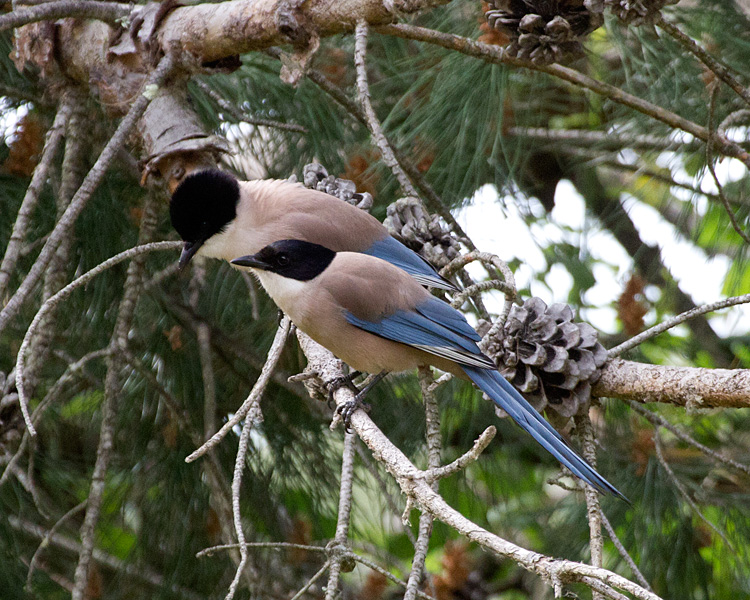 [Iberian Magpies]