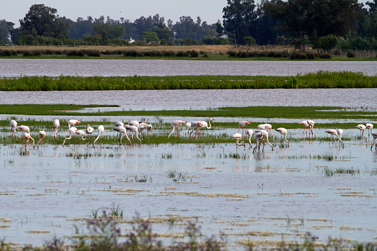 [Greater Flamingos]