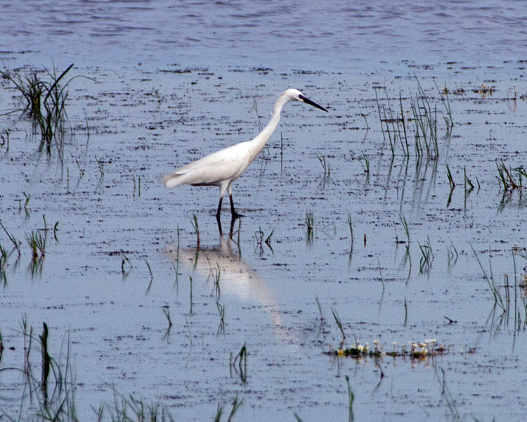 [Little Egret]