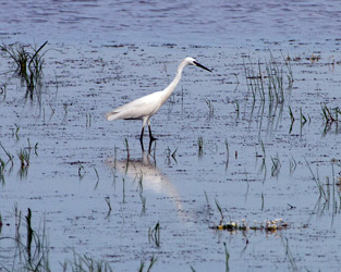 Little Egret