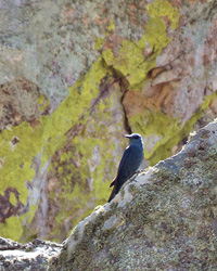 Blue Rock-Thrush