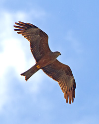 Black Kite