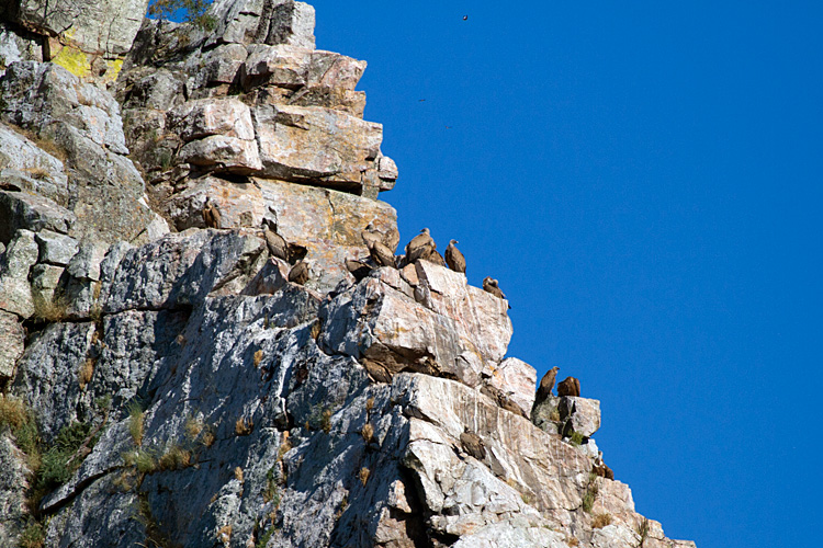 [Griffon Vultures on Pinnacle]