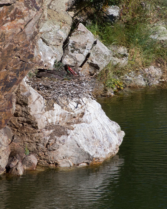 [Black Stork on Nest]