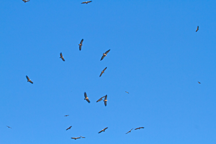 [Griffon Vulture Kettle]