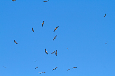 Griffon Vulture Kettle