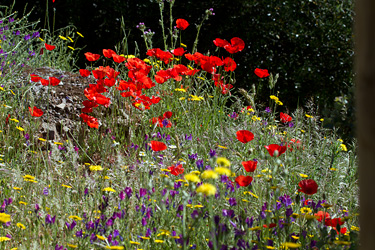 Wildflowers