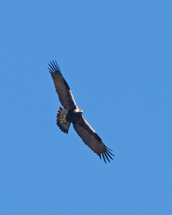 [Spanish Imperial-Eagle]