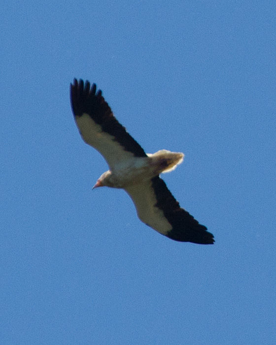 [Egyptian Vulture]