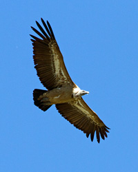 Griffon Vulture