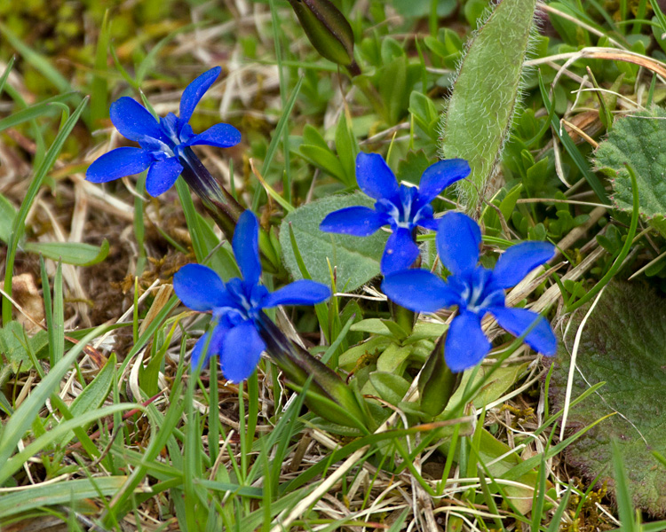 [Wildflowers]