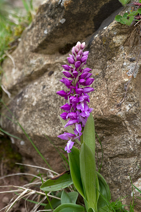 [Wildflower]