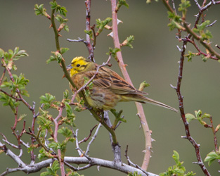 Yellowhammer