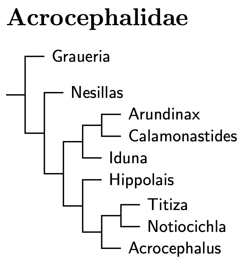 Click for Acrocephalidae tree