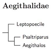 Click for Aegithalidae tree