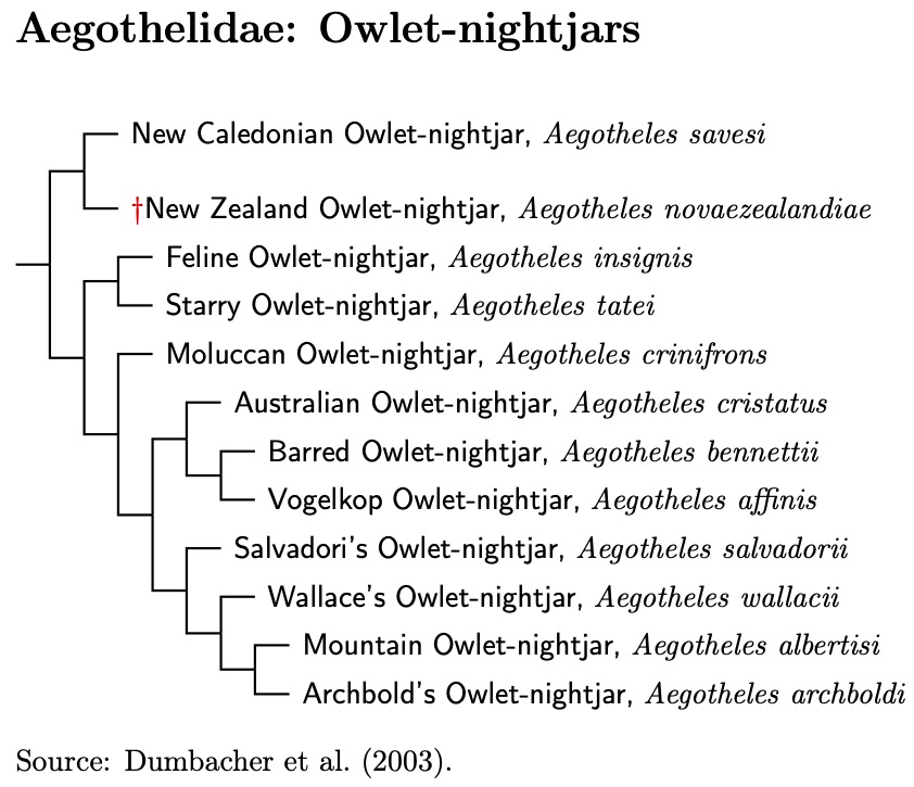 Aegothelidae Tree