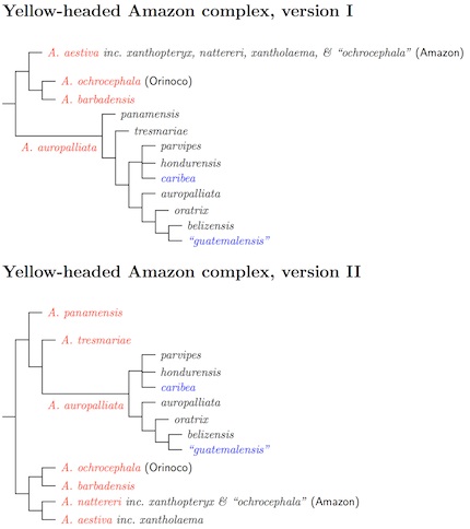 Yellow-headed Complex