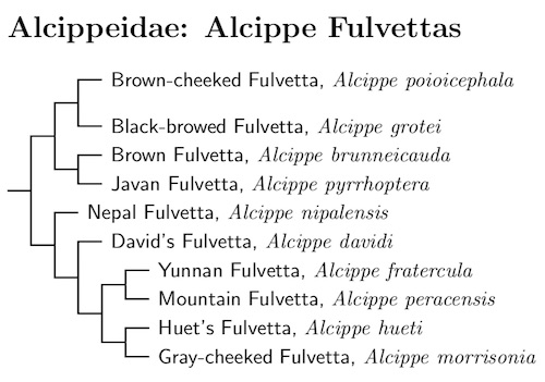 [Alcippeidae Tree]