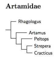 Artamidae tree