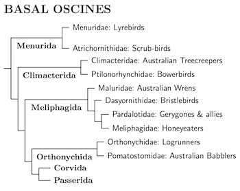 Basal Oscine Tree
