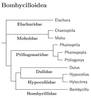 Bombycilloidea