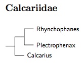 Calcariidae tree