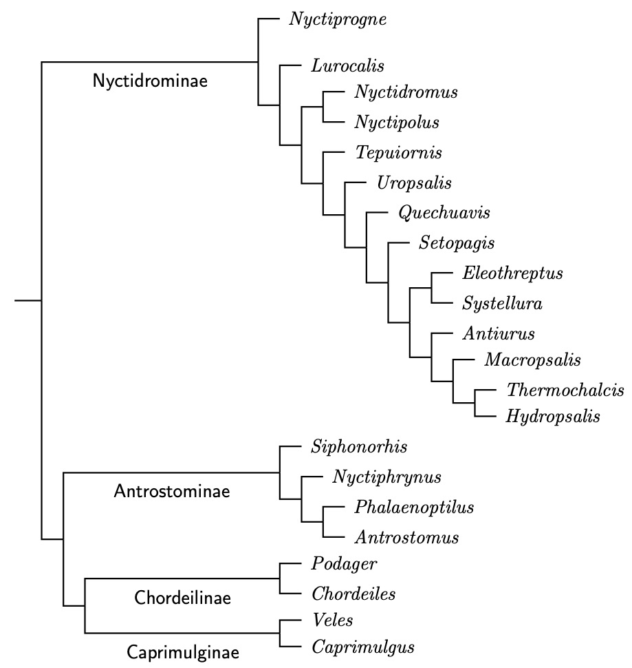 Caprimulgidae genus tree