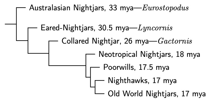 Caprimulgiformes group tree