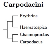 Click for Carpodacini tree