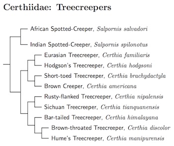 Certhiidae tree