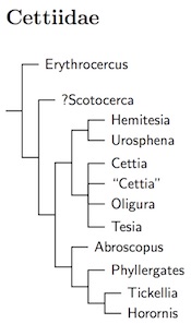 Click for Cettiidae tree