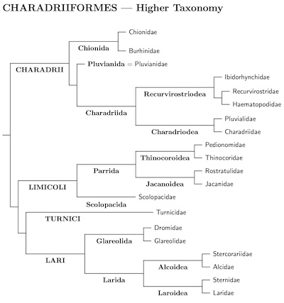 Click for Charadriiformes genus tree