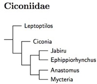 Click for Ciconiidae tree