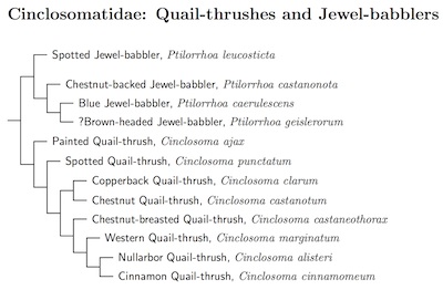 Cinclosomatidae species tree