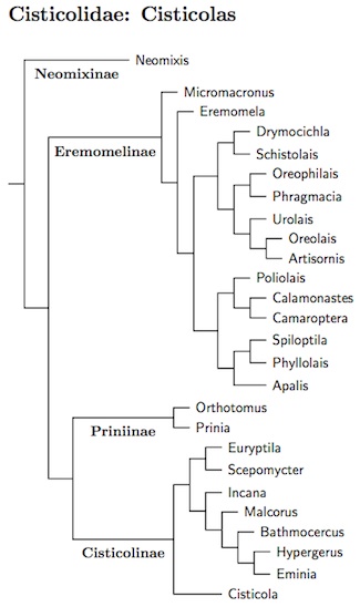 Cisticolidae tree