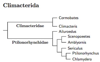 Climacterida