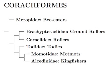 Click for Coraciiformes tree