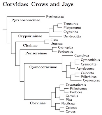 Click for Corvidae species tree