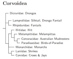 Corvoidea tree
