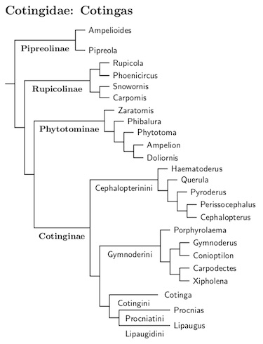 Click for Cotingidae tree